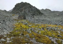 Los musgos desempeñan un papel esencial en la conservación de los suelos
