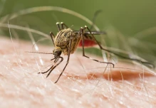 Los casos de malaria han disminuido 40 % este año