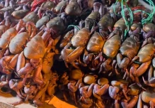 Ecuador suspendió exportación de cangrejos por 6 años