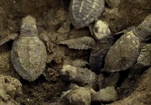 En Manabí nacieron 4.900 tortugas marinas ‘golfinas’