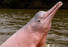 Amazonía de Ecuador alberga apenas 250 delfines de río, alerta investigación