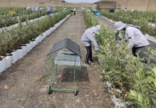Lácteos, camarones y arándanos interesan a China