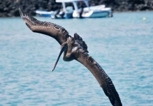 Con canjes de deuda, Ecuador espera $ 920 millones para Galápagos y Amazonía