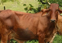 Carne bovina congelada será exportada a Egipto