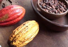 El precio del cacao está en $ 8.797 por tonelada 