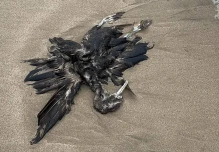 El gobierno activa el protocolo ante presencia de aves muertas en playas
