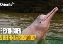 Noticias de Ecuador hoy. Podcast Noti Oriente [29 de junio de 2026]