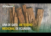Uña de gato, un tesoro medicinal de Ecuador