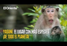 Proyecto Yasuní