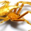 Descubren dos nuevas especies de arañas tejedoras en la Amazonía ecuatoriana 