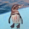 Hallan al pingüino más longevo de Galápagos