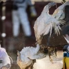 La OMS alerta ante los crecientes brotes de gripe aviar en mamíferos
