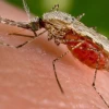 Perú y Ecuador coordinan acciones de control y prevención de la malaria 