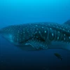 Tiburón ballena regresa a Galápagos tras salir a aguas internacionales