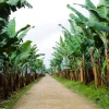 Gobierno activa emergencia fitosanitaria por hongo Fusarium Raza 4 en finca bananera 