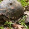 21 animales silvestres volvieron a su hábitat natural en Orellana 