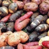 Ecuador prepara nuevas variedades de papa destinadas a la industria de chips de colores 