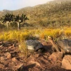 Población de tortugas gigantes en la isla Pinzón muestra notable recuperación