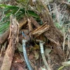 El Ejército encontró 6 piscinas clandestinas esta semana en Sucumbíos
