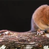 Descubren en Perú la marmosa chachapoya, una nueva especie de marsupial altoandino 