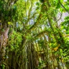 Nuevo proyecto: Los efectos de la caza y la pesca en la selva amazónica