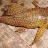 Se registra una nueva especie de pez en Ecuador
