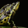 Nueva especie de sapo fue identificada en Orellana y Pastaza 