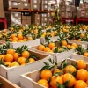 Ecuador refuerza presencia en bananas y mandarinas en Uzbekistán