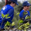 DP World Ecuador sembró 250.000 plántulas de mangle rojo 