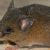 Nueva especie de roedor fue descrita en Napo