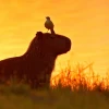 12 ciudadanos fueron sentenciados por tenencia ilegal de fauna silvestre en Sucumbíos