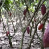 Cacao fue declarado en emergencia por plagas