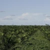 3 provincias concentran la producción de palma africana