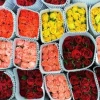 Empresarios prevén alza del 6 % en exportaciones de flores para San Valentín