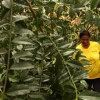 Napo exporta la hoja sagrada de guayusa a tres países