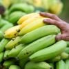 Sector bananero insiste en un precio justo para el banano ecuatoriano en Europa