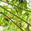 Avistan individuos de pájaro brujo, en peligro crítico, en Galápagos