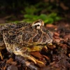 Guayaquil vuelve a registrar especies ausentes por más de un siglo