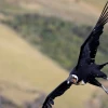 Ecuador albergará el cuarto Congreso Internacional del Cóndor Andino
