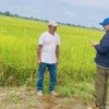 El Gobierno activa la compra directa de arroz en Guayas y Los Ríos