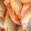 El gran declive de la tilapia
