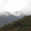 Los bosques andinos son clave para la mitigación del cambio climático