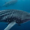 Guillermo Lasso agradece mensaje de Leonardo DiCaprio sobre Galápagos