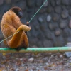 El Arca alberga a 300 animales en plena Amazonía