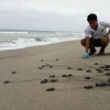 Más de 9.000 tortugas marinas golfina nacieron en Las Palmas