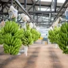 Las exportaciones a la Unión Europea aumentaron 14,82 %. Rusia también incrementó sus importaciones de banano ecuatoriano en 14,10 %
                                                width=
