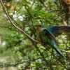 El conteo navideño de aves entró en marcha
