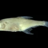 Colombia: Nueva especie de pez fue descubierta en la Amazonía 