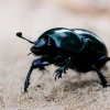 Nueva especie de escarabajo revela presión sobre el Chocó ecuatoriano