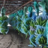 Las salvaguardias se extienden hasta 2017